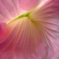 酔芙蓉５