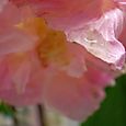 酔芙蓉６