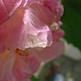 酔芙蓉７