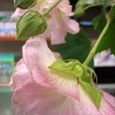 酔芙蓉９