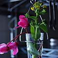 菜の花とニオイシクラメン