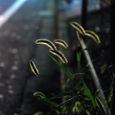 秋草294
