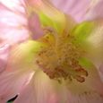 酔芙蓉２