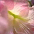 酔芙蓉８