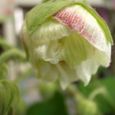 酔芙蓉１１