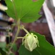 酔芙蓉４