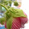 酔芙蓉１０