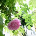 ５月の薔薇