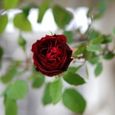 一番花