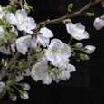 徳島の桜　１