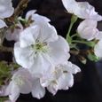 徳島の桜　２