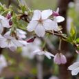 ０９桜