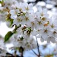 09桜２