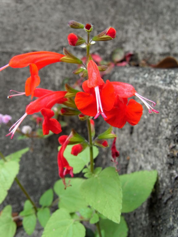 石段の花