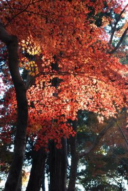 平林寺09　012