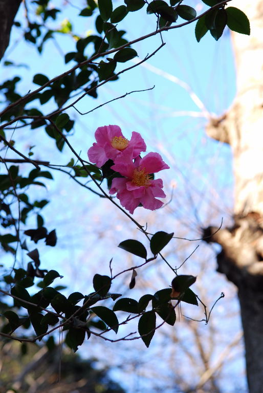 平林寺09　026