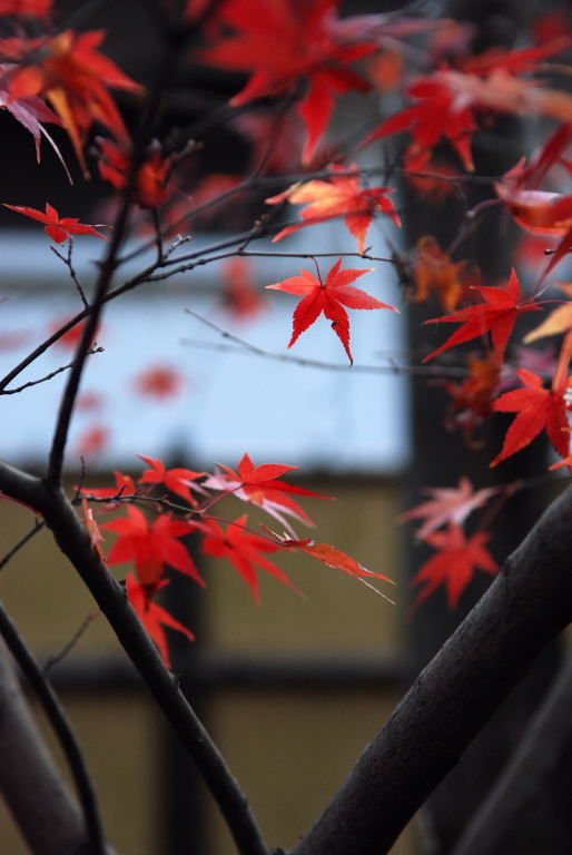 平林寺09　174