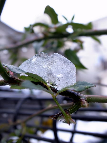 雪の朝５