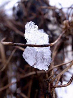 雪の朝６