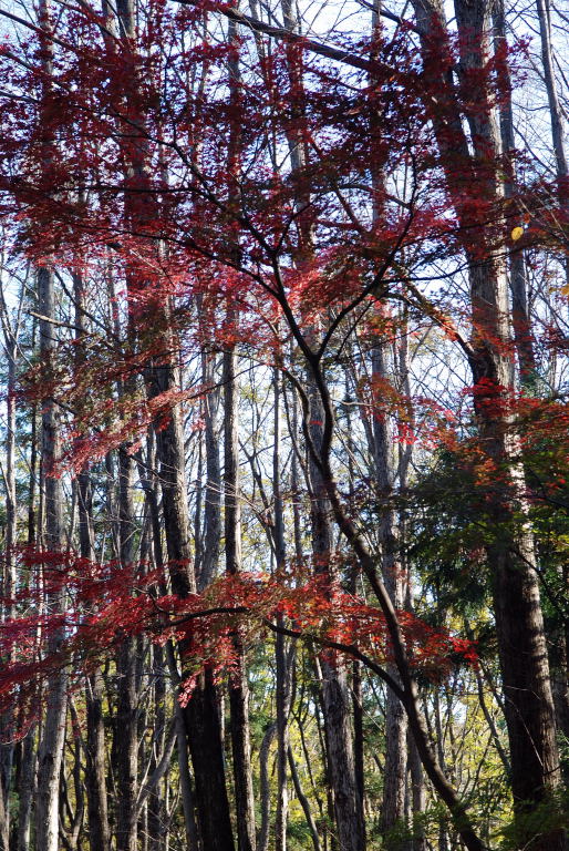 平林寺09　006