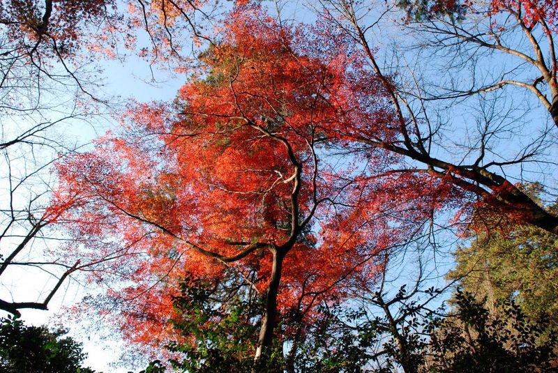 平林寺09　008