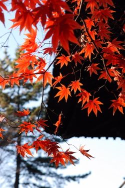 平林寺09　021