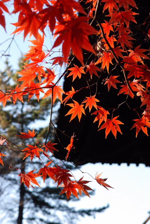 平林寺09　021