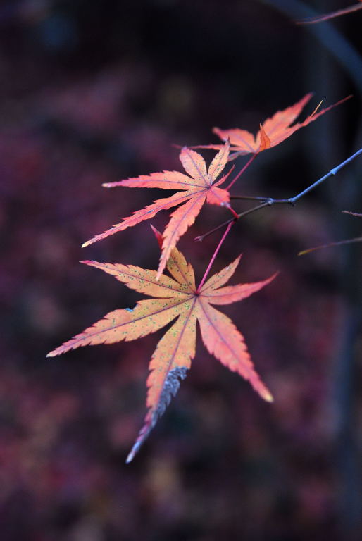 平林寺09　164