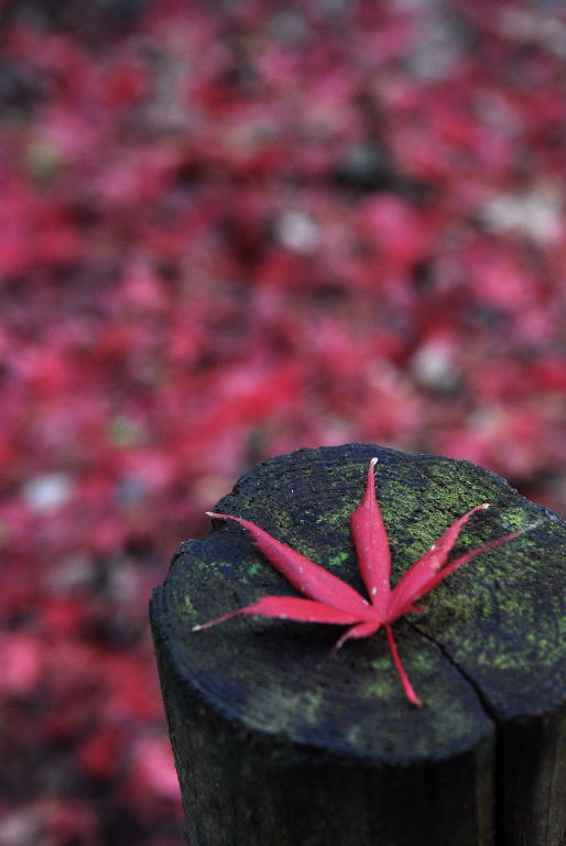 平林寺09　149