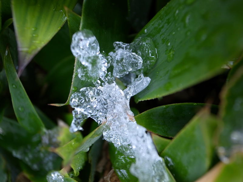 雪の朝９