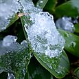 雪の朝11
