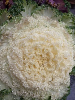 Brassica oleracea var_006