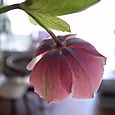 Lenten rose1