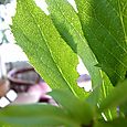 Lenten rose3