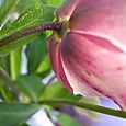 Lenten rose7