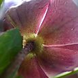 Lenten rose9