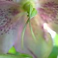 Lenten rose12