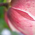 Lenten rose14