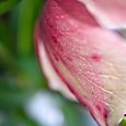 Lenten rose13