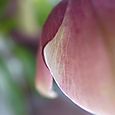 Lenten rose15