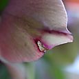 Lenten rose16