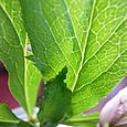 Lenten rose17