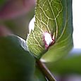 Lenten rose18