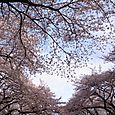 桜2010③