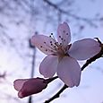 桜2010⑤