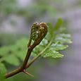 山椒の新芽