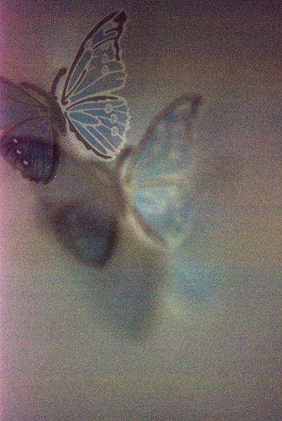 Swallowtail　④