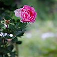 薔薇園へ　25