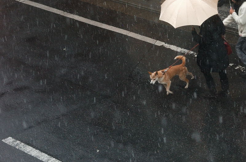 淡雪写真館 (11)