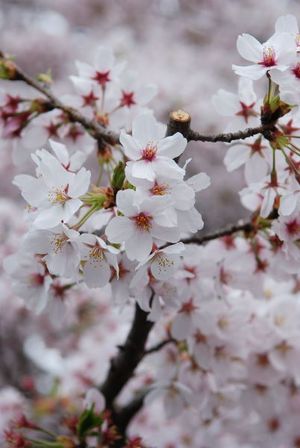 桜2011 (5)